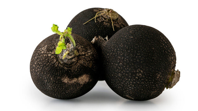 radis noir